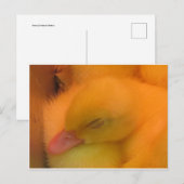 眠っているアヒル ポストカード (正面/裏面)