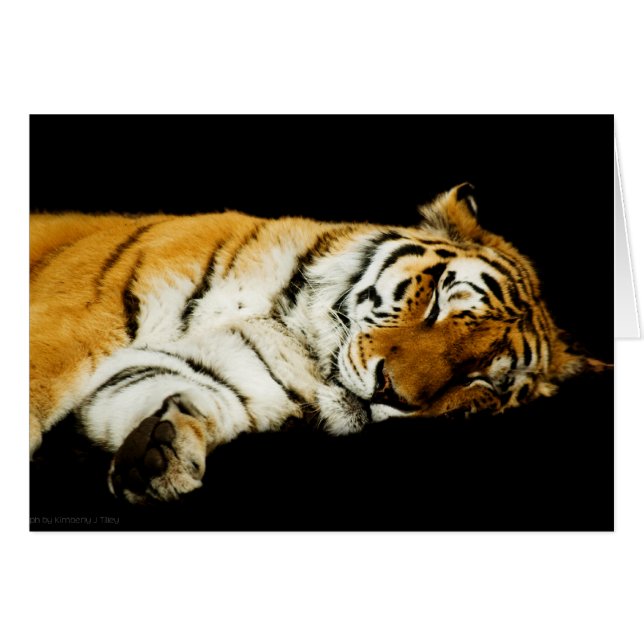 眠っているアムールカード (正面横)