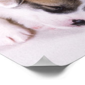 眠っているウェルシュコーギー子犬 ポスター (角)