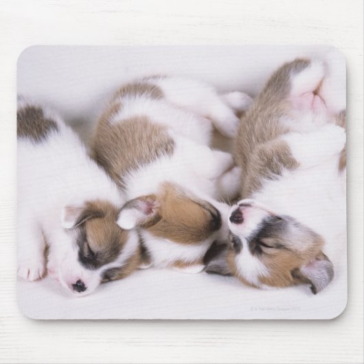眠っているウェルシュコーギー子犬 マウスパッド (正面)