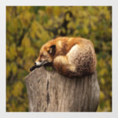 眠っているキツネの写真 ウィンドウサイン (シート)