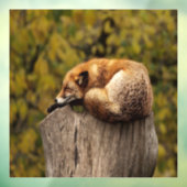 眠っているキツネの写真 ウィンドウサイン (シート3)