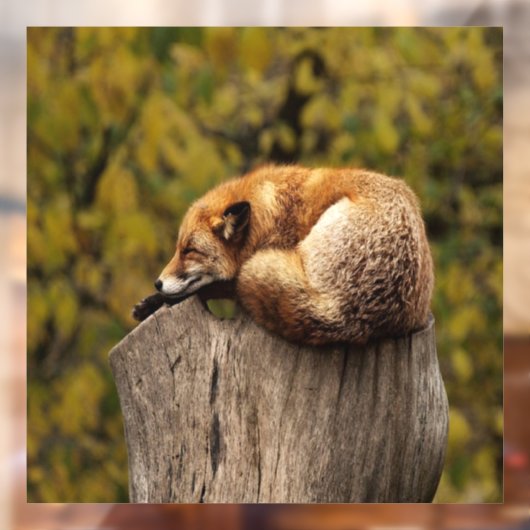 眠っているキツネの写真 ウィンドウサイン (シート2)