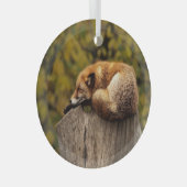 眠っているキツネの写真 ガラスオーナメント (正面右)