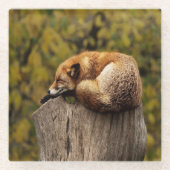 眠っているキツネの写真 ガラスコースター (正面)