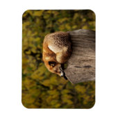 眠っているキツネの写真 マグネット (縦)