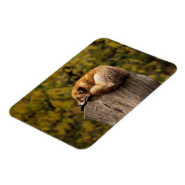 眠っているキツネの写真 マグネット