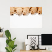 眠っているゴールデンレトリエバーパピーズの行 ポスター (ホームオフィス)