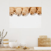 眠っているゴールデンレトリエバーパピーズの行 ポスター (キッチン)