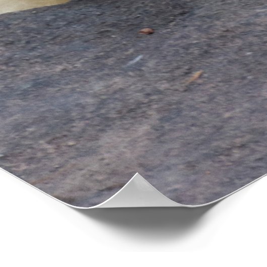 眠っているシロクマ ポスター (角)