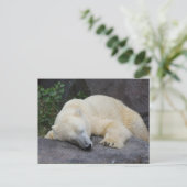 眠っているシロクマ ポストカード (スタンド正面)