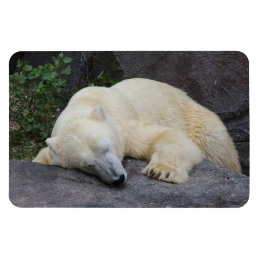 眠っているシロクマ マグネット (横)