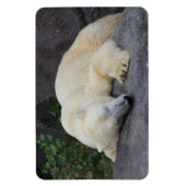 眠っているシロクマ マグネット (縦)