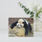 眠っているジャイアントパンダが岩の上で眠った ポストカード (スタンド正面)