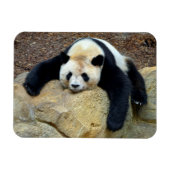眠っているジャイアントパンダが岩の上で眠った マグネット (横)