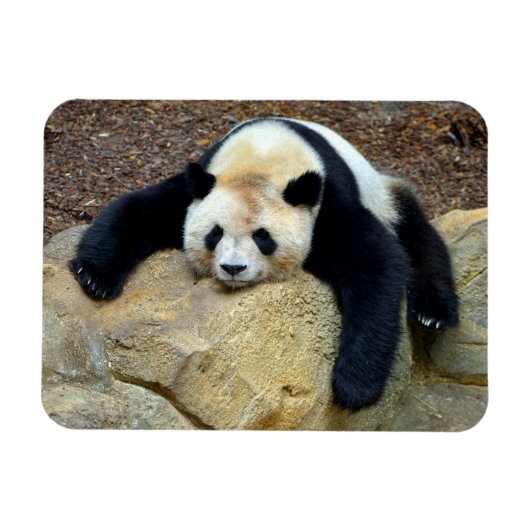 眠っているジャイアントパンダが岩の上で眠った マグネット (横)