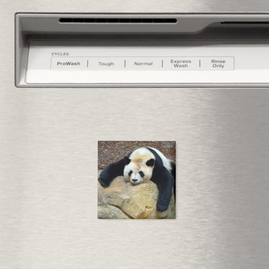 眠っているジャイアントパンダが岩の上で眠った マグネット (インサイチュ (食洗機))