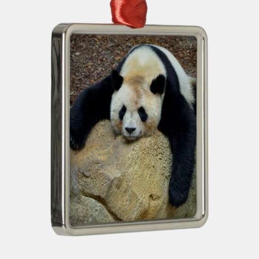 眠っているジャイアントパンダが岩の上で眠った メタルオーナメント (右)