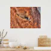 眠っているソレルホースアイアンドラッシュフォト勉強 ポスター (キッチン)