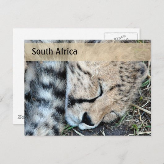 眠っているチーターの可愛い写真 ポストカード (正面/裏面)