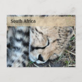 眠っているチーターの可愛い写真 ポストカード (正面)