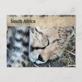 眠っているチーターの可愛い写真 ポストカード