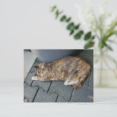 眠っているトライネコ ポストカード (スタンド正面)