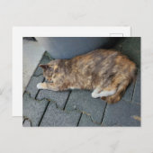 眠っているトライネコ ポストカード (正面/裏面)