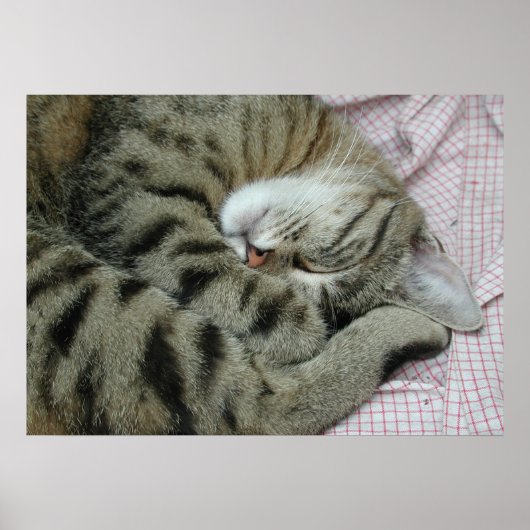 眠っているトラ猫 ポスター (正面)