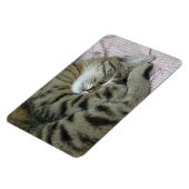 眠っているトラ猫 マグネット (左側)