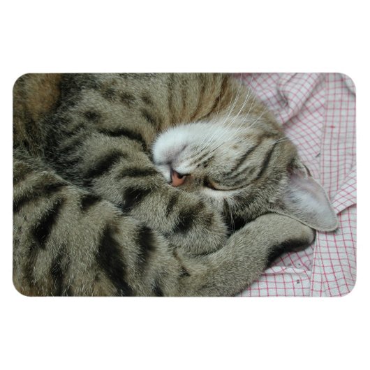 眠っているトラ猫 マグネット (横)
