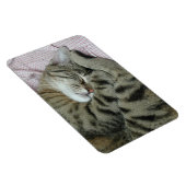 眠っているトラ猫 マグネット (右側)