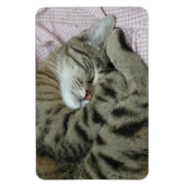 眠っているトラ猫 マグネット (縦)