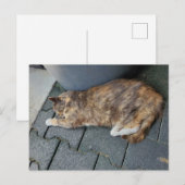 眠っているトーティー猫 ポストカード (正面/裏面)