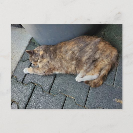 眠っているトーティー猫 ポストカード (正面)