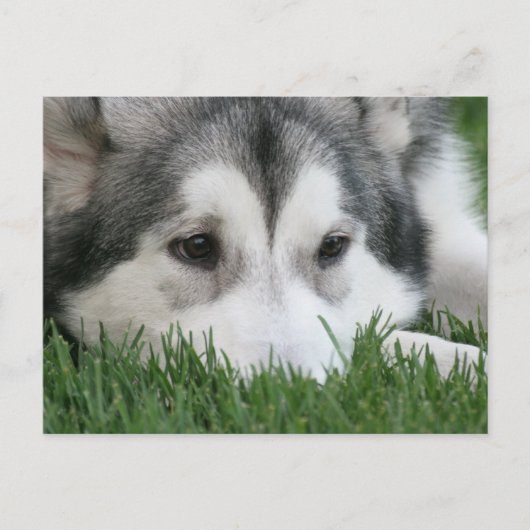 眠っているハスキー葉書 ポストカード (正面)