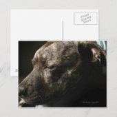 眠っているピットブルドッグ ポストカード (正面/裏面)