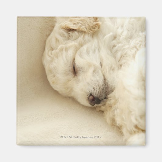 眠っているプードルの子犬 マグネット (正面)