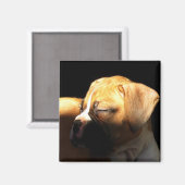 眠っているボクサーの子犬の磁石 マグネット (正面/裏面)