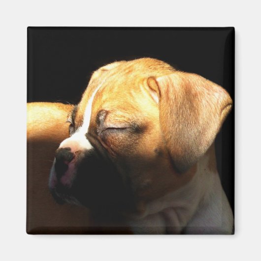 眠っているボクサーの子犬の磁石 マグネット (正面)