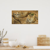 眠っているメルカットのポスター ポスター (キッチン)