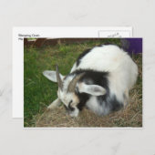 眠っているヤギ ポストカード (正面/裏面)