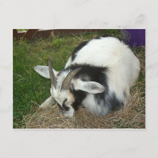 眠っているヤギ ポストカード (正面)
