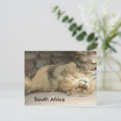 眠っているライオン ポストカード (スタンド正面)