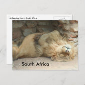 眠っているライオン ポストカード (正面/裏面)