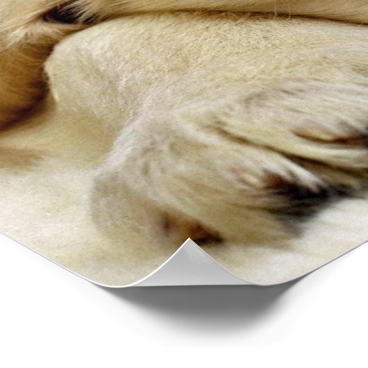 眠っている子犬 ポスター (角)