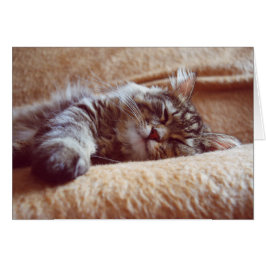 眠っている子猫