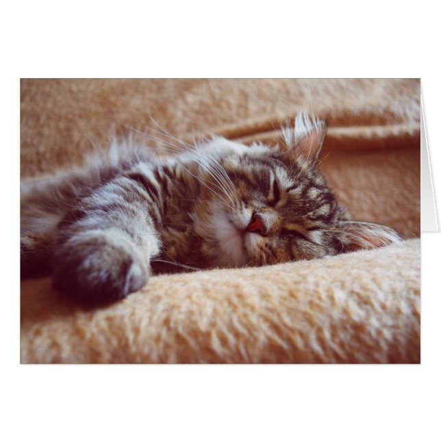 眠っている子猫 (正面横)