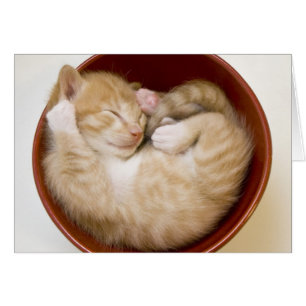 眠っている子猫