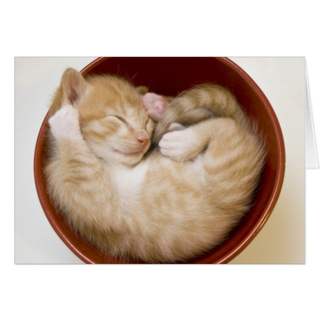 眠っている子猫 (正面横)